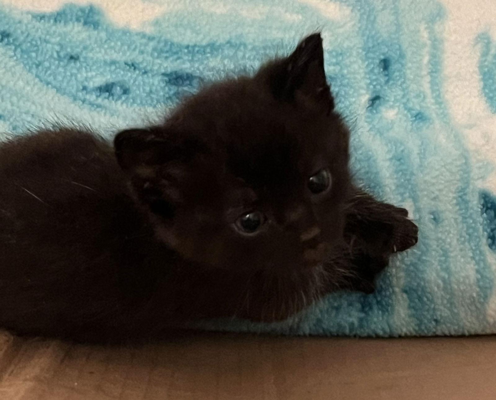 Pitch, Adopted, Kitten Male Domestic Short Hair.