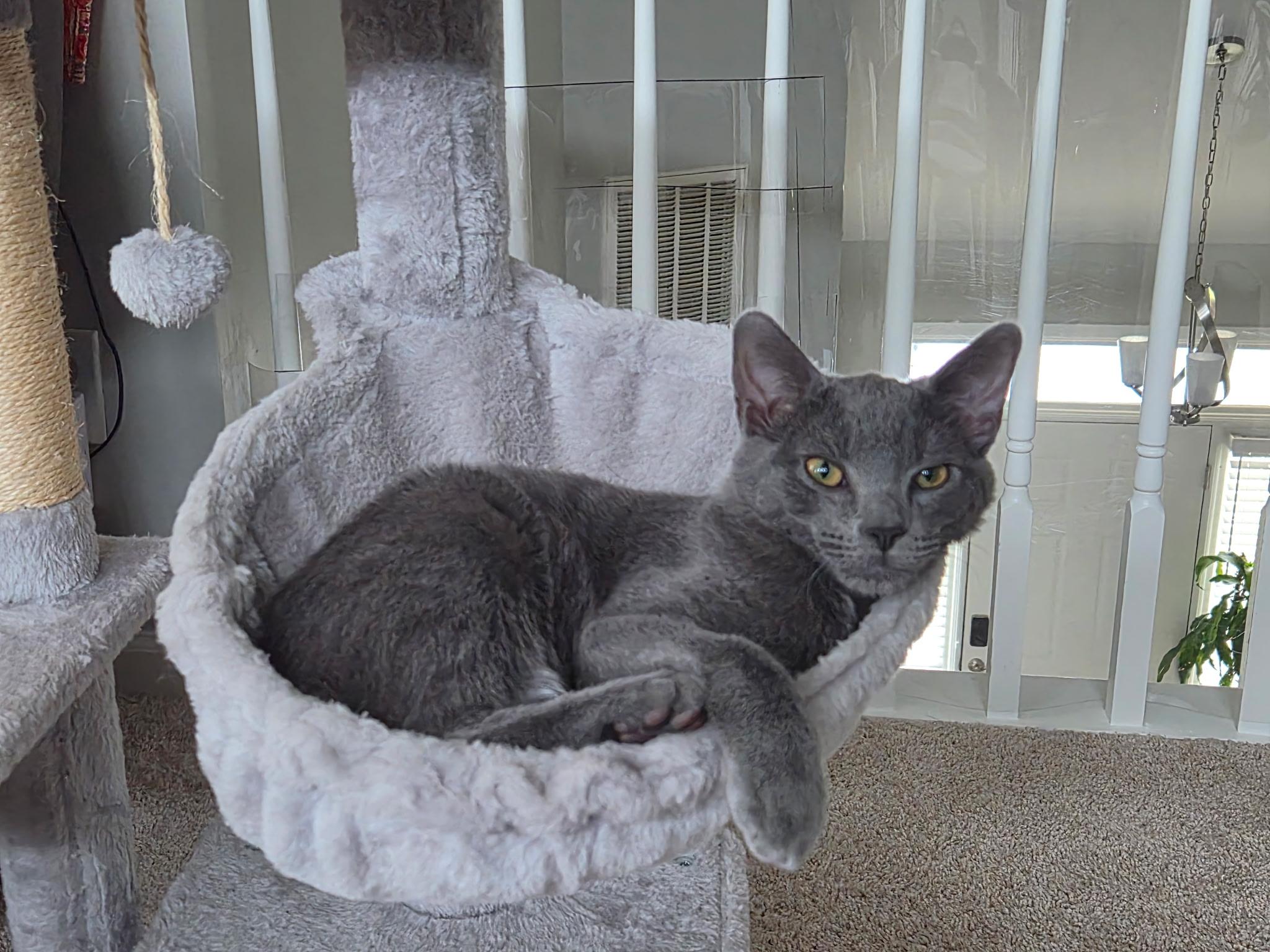 Steel, adoptable, Young Male Domestic Short Hair & Russian Blue.