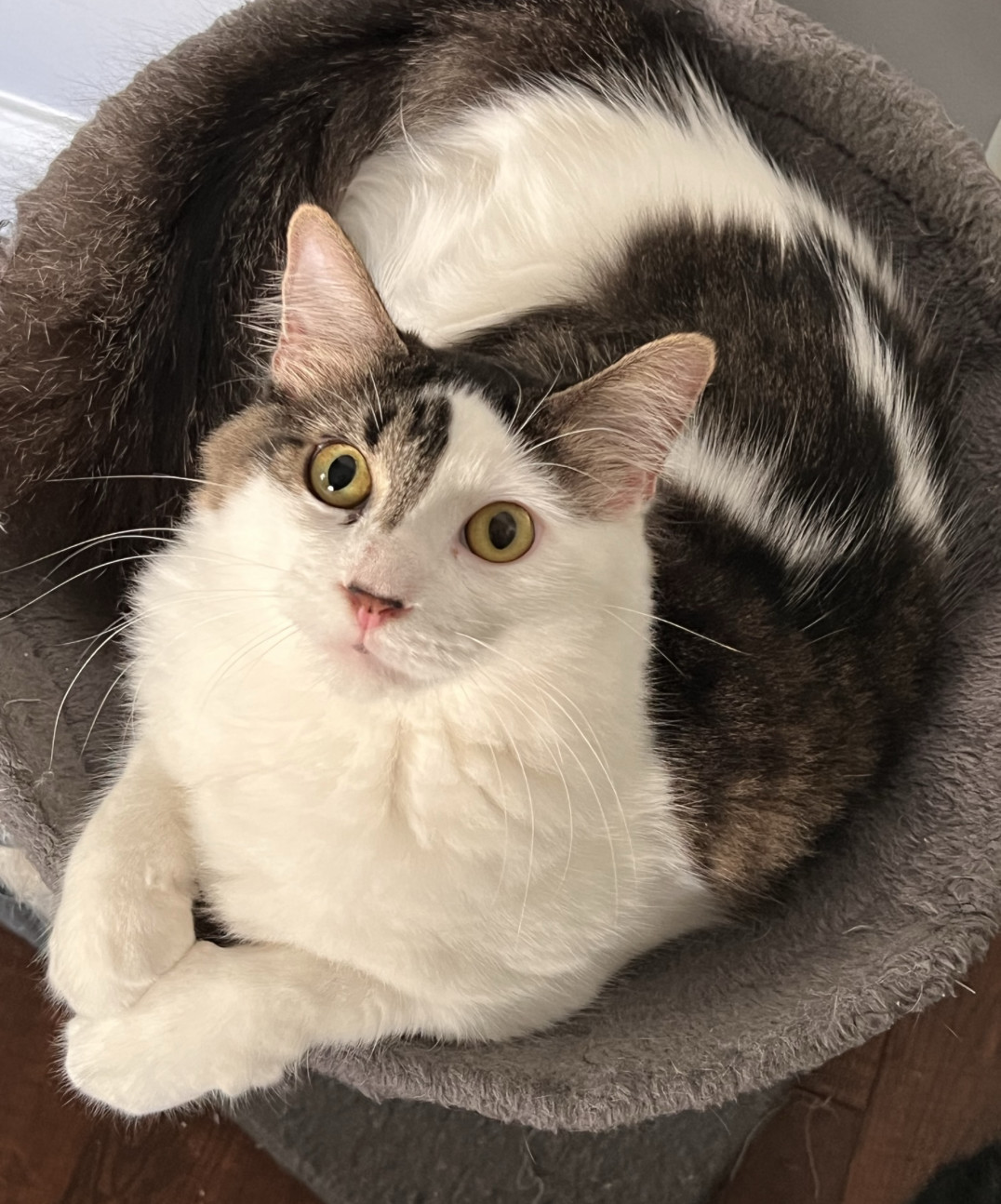 Khonshu, Adopted, Young Male Domestic Medium Hair.