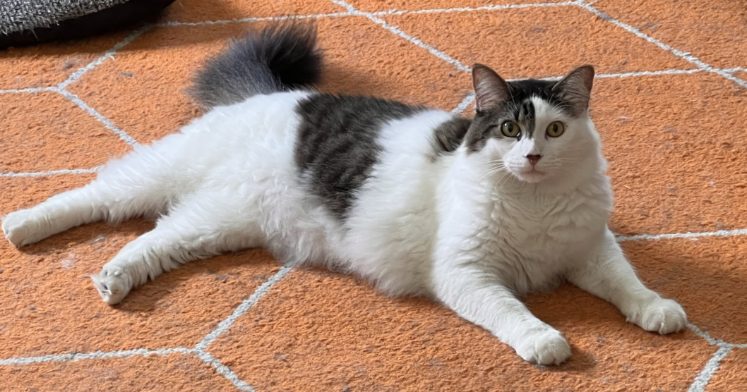 Enlarge Khonshu, a Adopted Domestic Medium Hair in Kissimmee, FL image 2/3