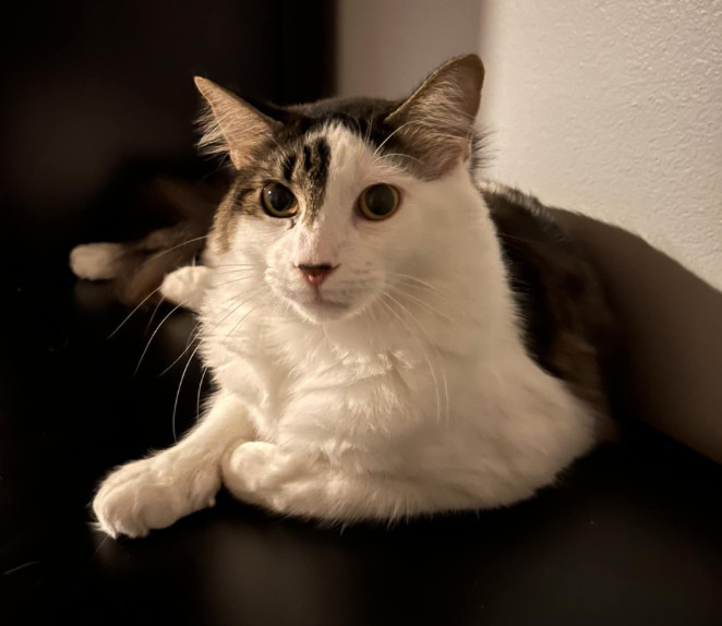 Enlarge Khonshu, a Adopted Domestic Medium Hair in Kissimmee, FL image 3/3