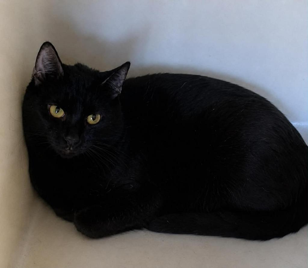 Ford, Adoptable, Young Male Domestic Short Hair.