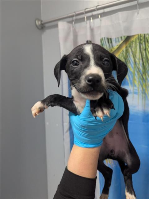 STAR LORD, Adoptable, Puppy Female Chihuahua & Mixed Breed.