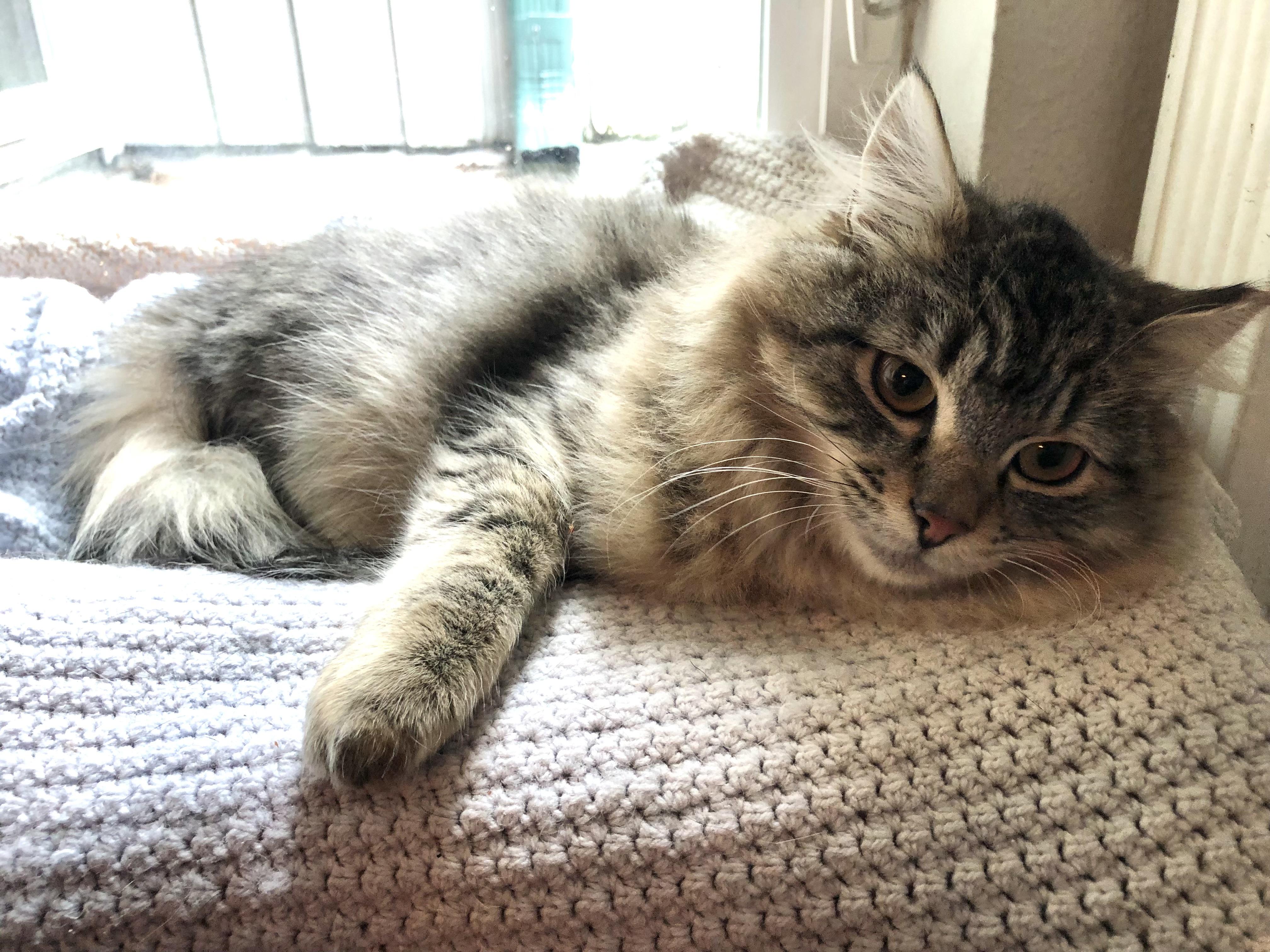 Charlie, a Adopted Tabby in Seattle, WA image 1/2