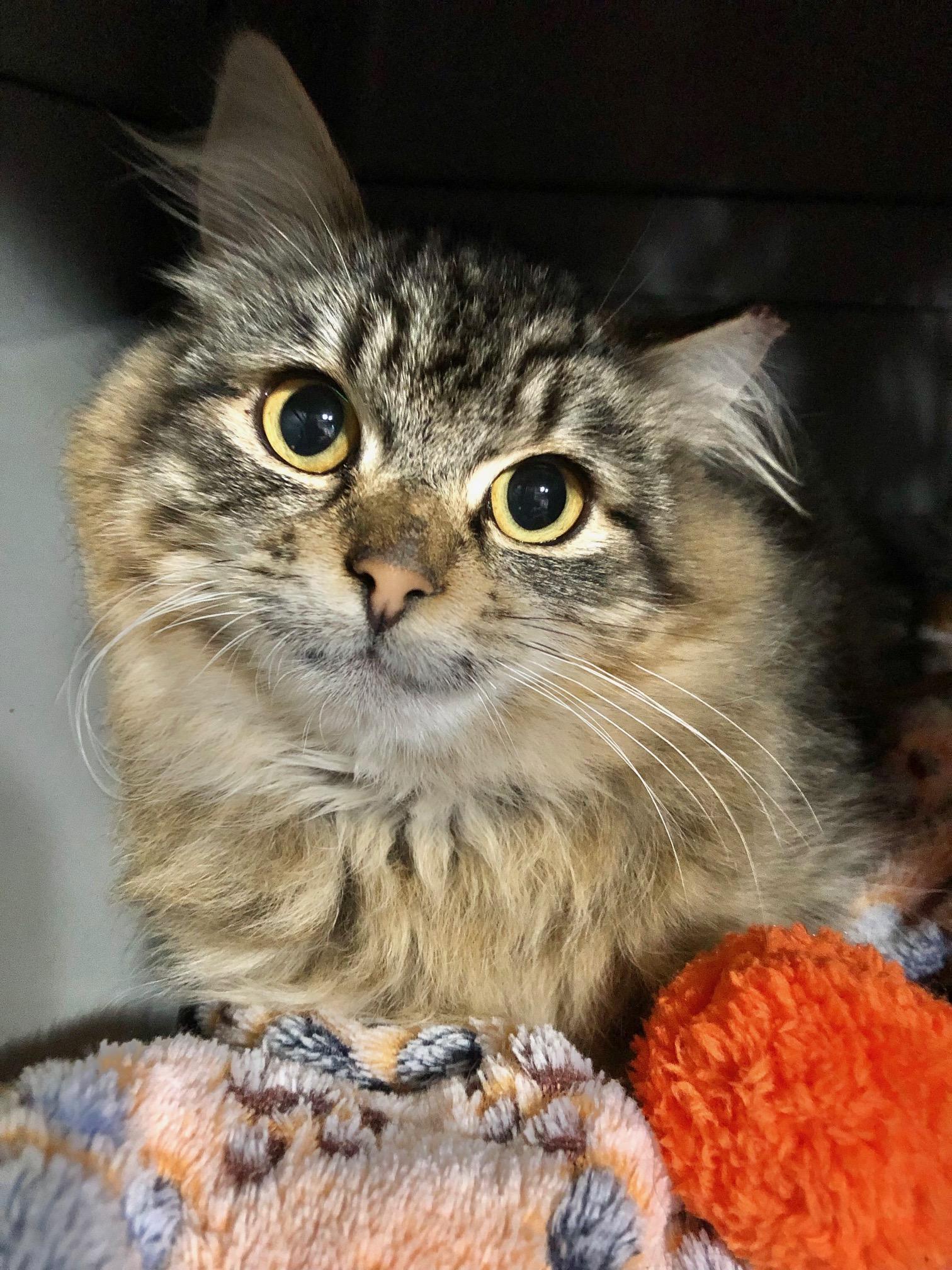 Charlie, a Adopted Tabby in Seattle, WA image 2/2