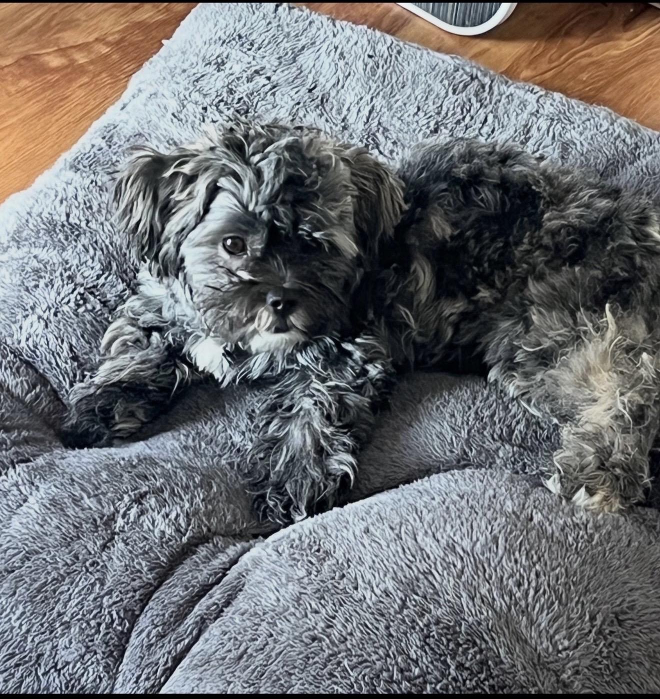 Enlarge Gigi - The Stunning Baby , a ADOPTABLE Shih poo in Rancho Cucamonga , CA image 1/2