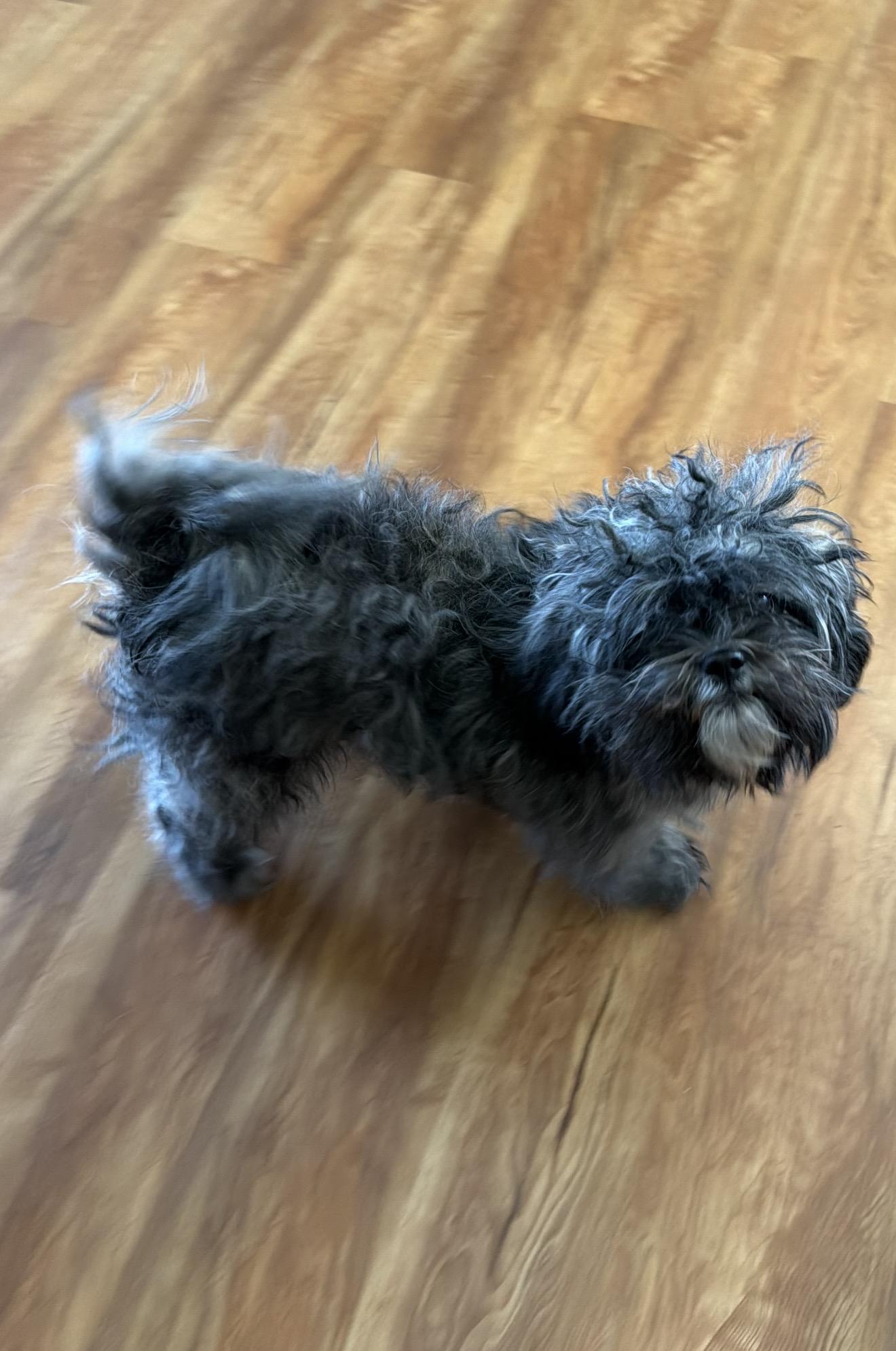 Enlarge Gigi - The Stunning Baby , a ADOPTABLE Shih poo in Rancho Cucamonga , CA image 2/2