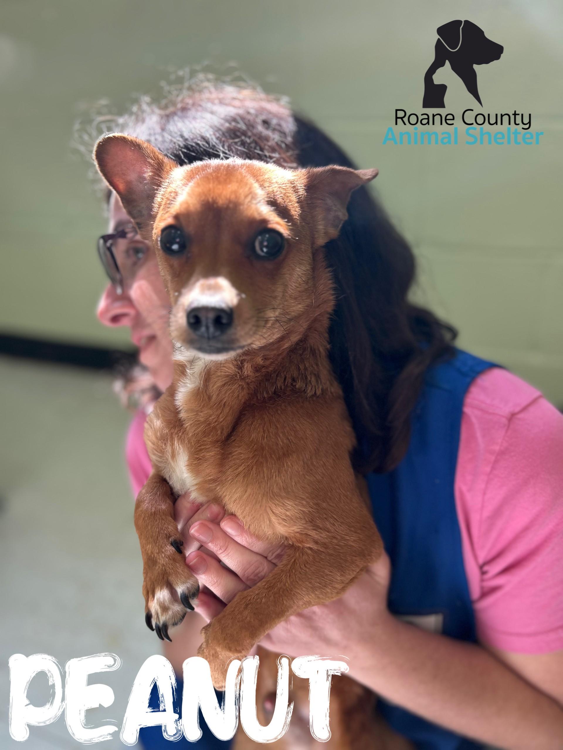 Enlarge Peanut, a ADOPTABLE mixed breed in Rockwood, TN image 1/1