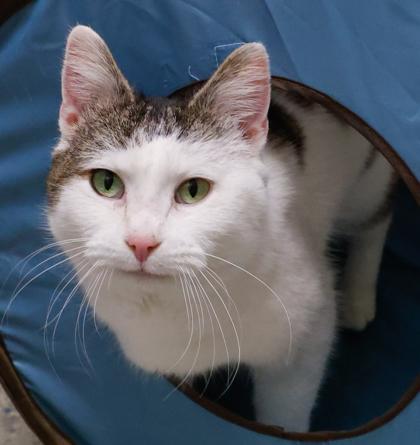 Enlarge Daisy, a Adoptable mixed breed in Baraboo, WI image 1/3