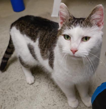 Enlarge Daisy, a Adoptable mixed breed in Baraboo, WI image 2/3