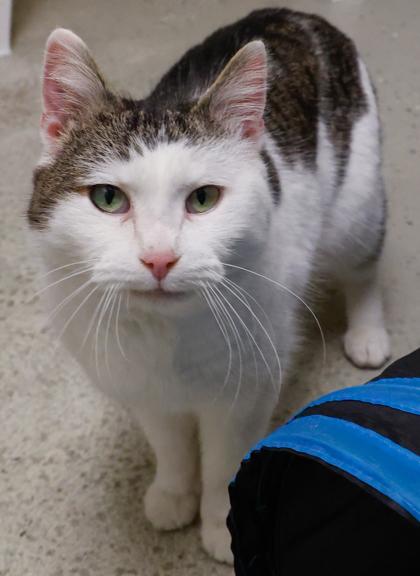 Enlarge Daisy, a Adoptable mixed breed in Baraboo, WI image 3/3