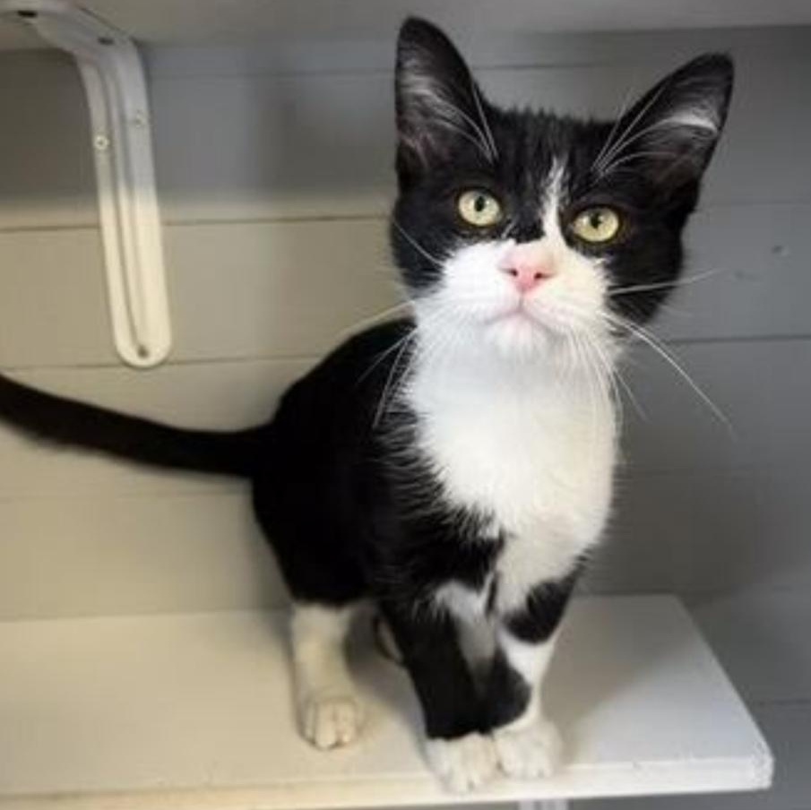 Will, a ADOPTABLE Domestic Short Hair in Greensburg, PA image 5/6