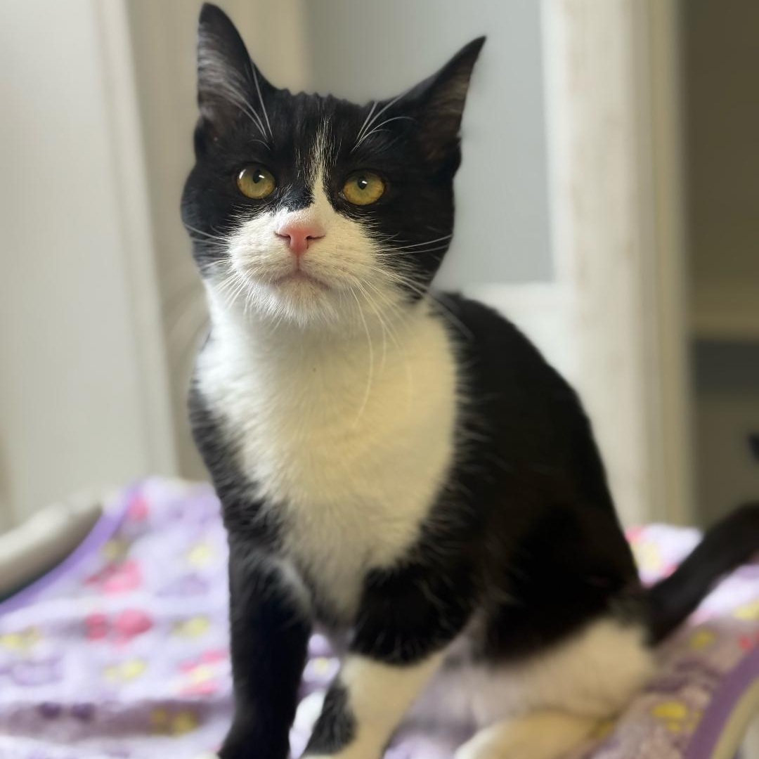 Will, a ADOPTABLE Domestic Short Hair in Greensburg, PA image 6/6