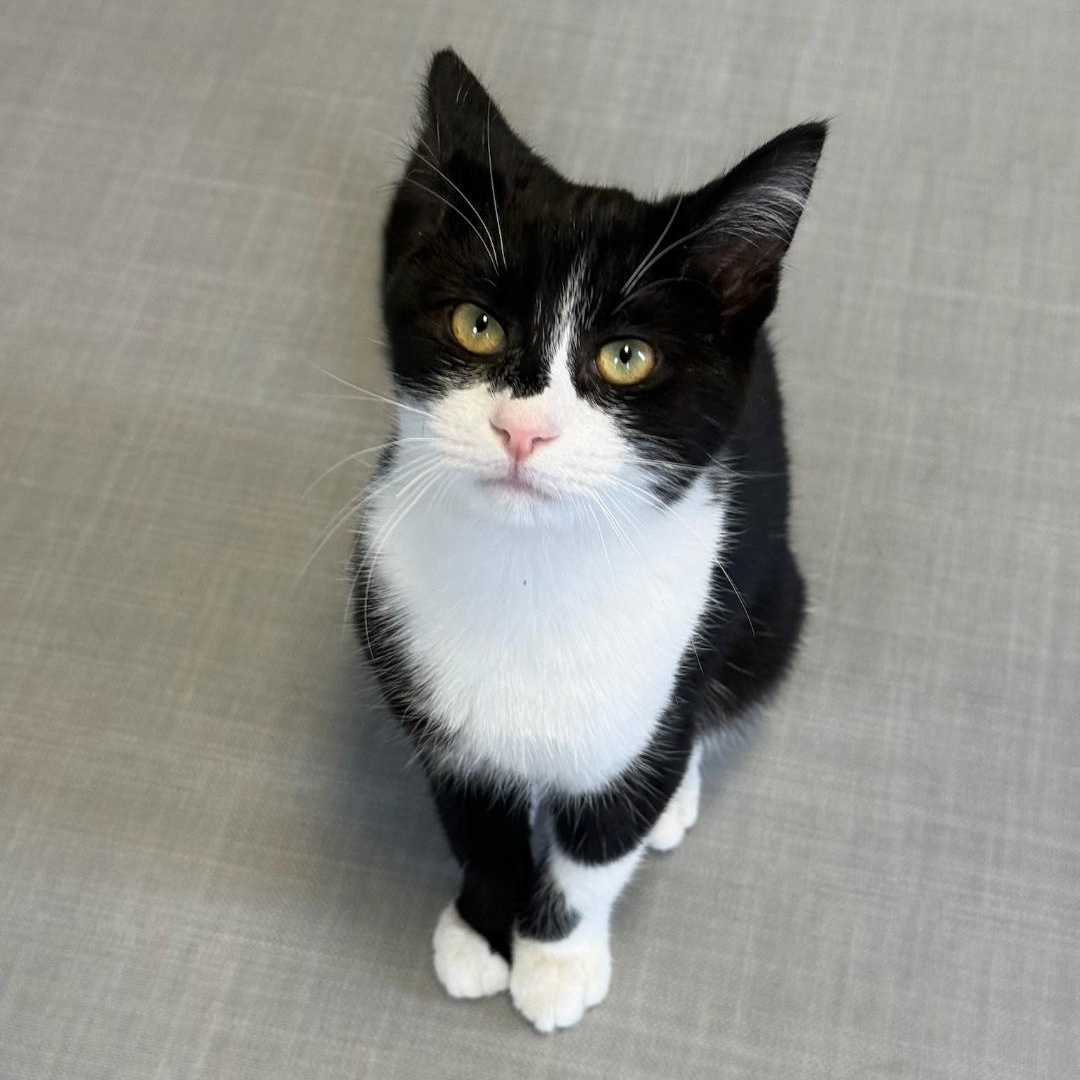 Will, a ADOPTABLE Domestic Short Hair in Greensburg, PA image 4/6