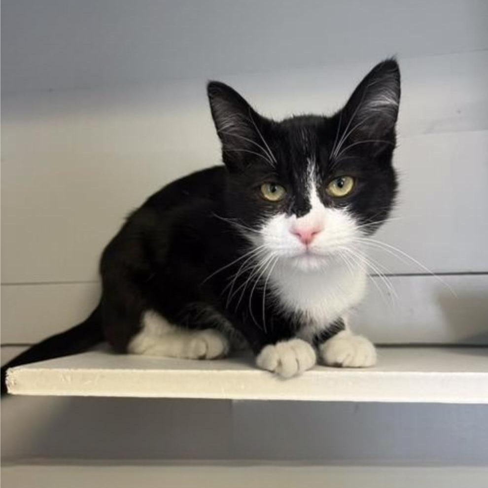 Will, a ADOPTABLE Domestic Short Hair in Greensburg, PA image 3/6