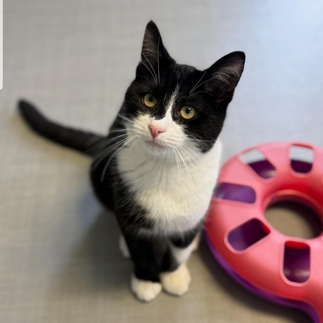 Will, a ADOPTABLE Domestic Short Hair in Greensburg, PA image 2/6