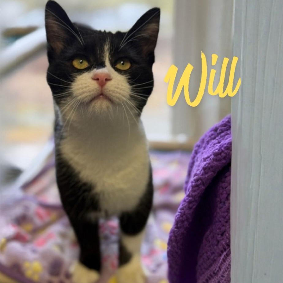 Will, a ADOPTABLE Domestic Short Hair in Greensburg, PA image 1/6