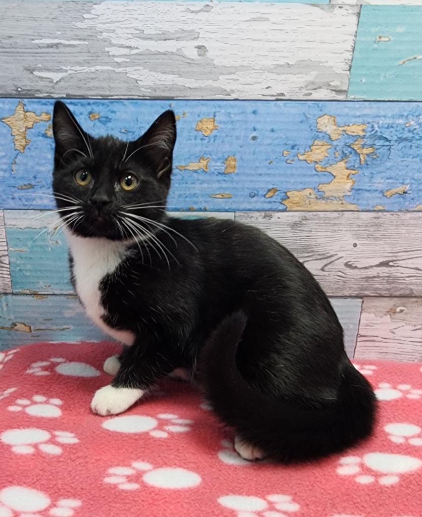 Snickerdoodle, Adoptable, Kitten Female Domestic Short Hair.