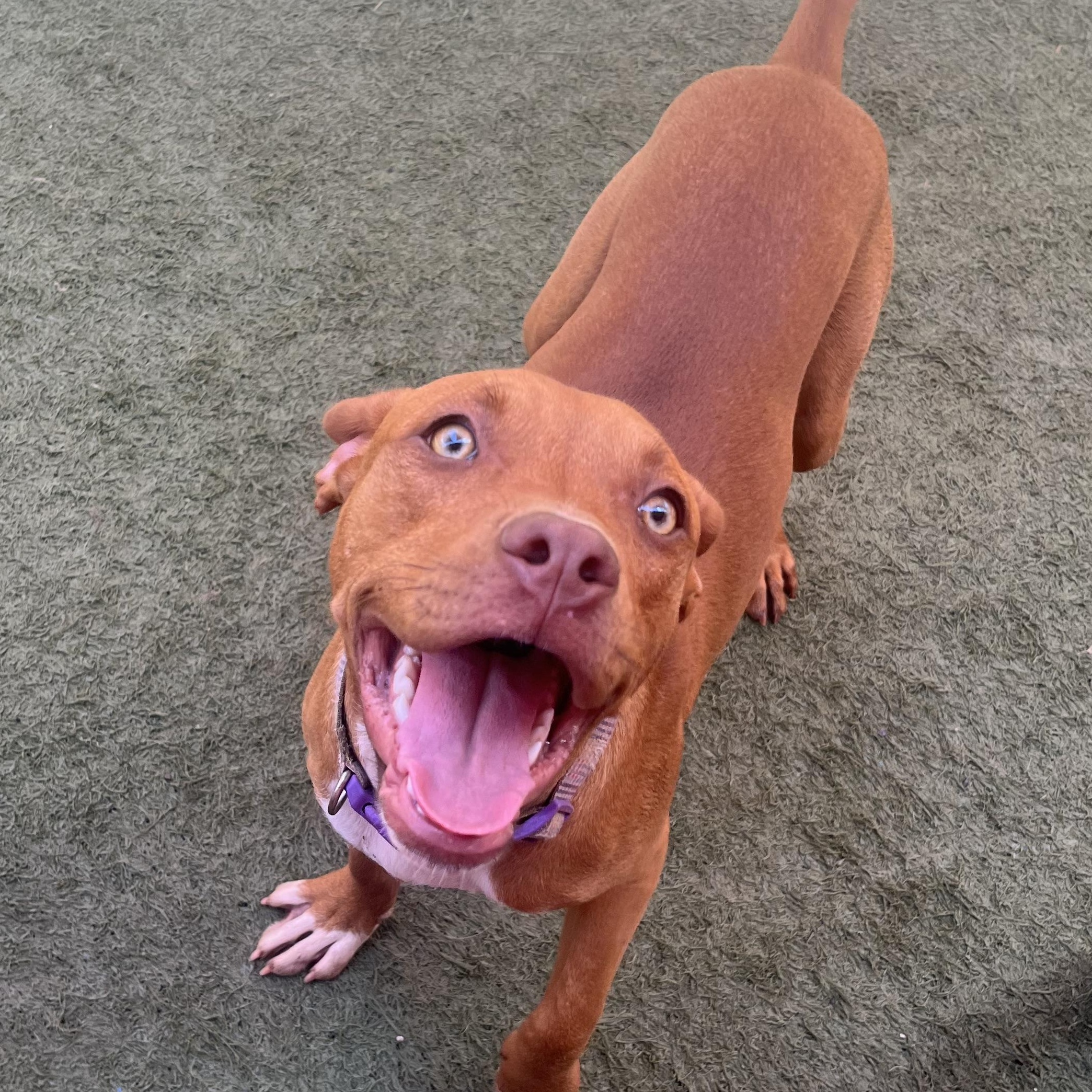 Roo