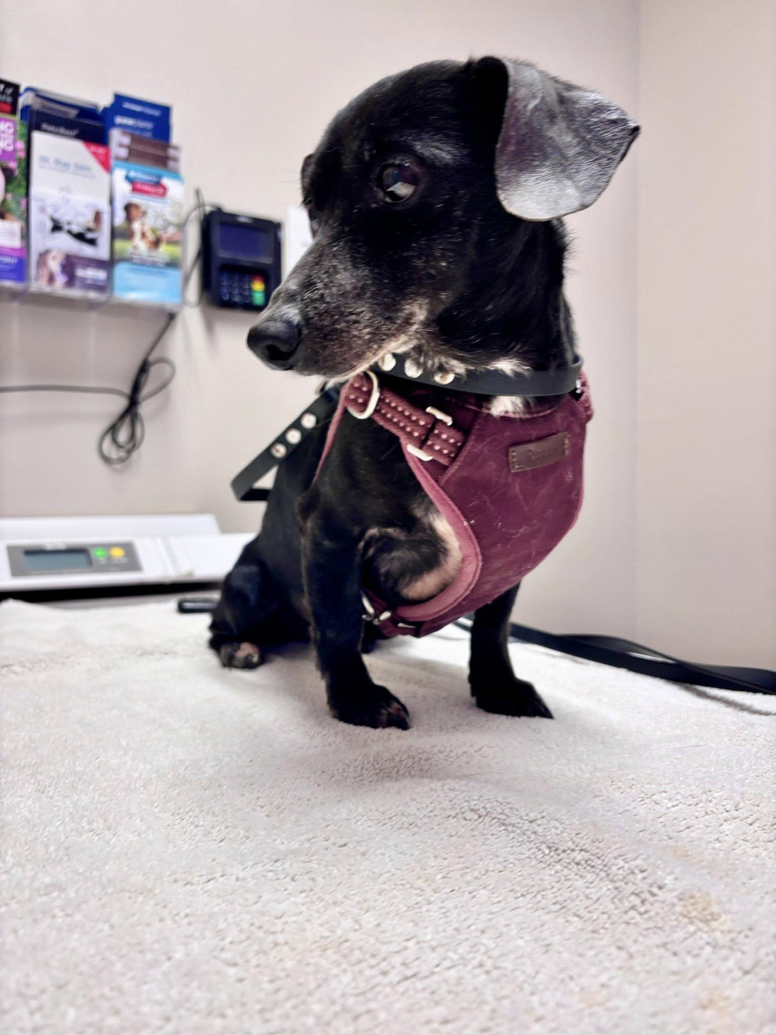 Dottie, Adopted, Senior Female Miniature Dachshund.