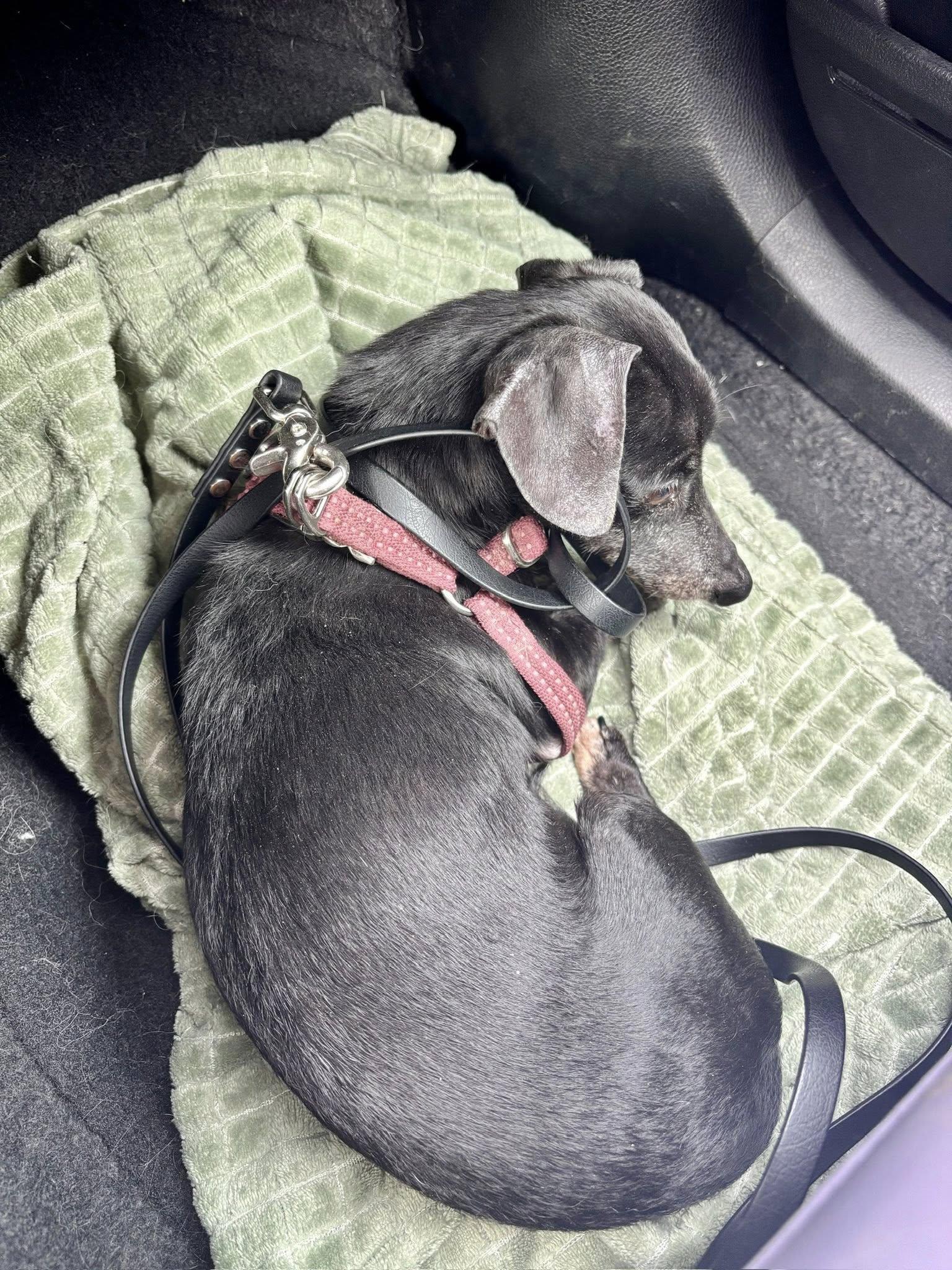 Enlarge Dottie, a Adopted Miniature Dachshund in Indianapolis, IN image 2/3