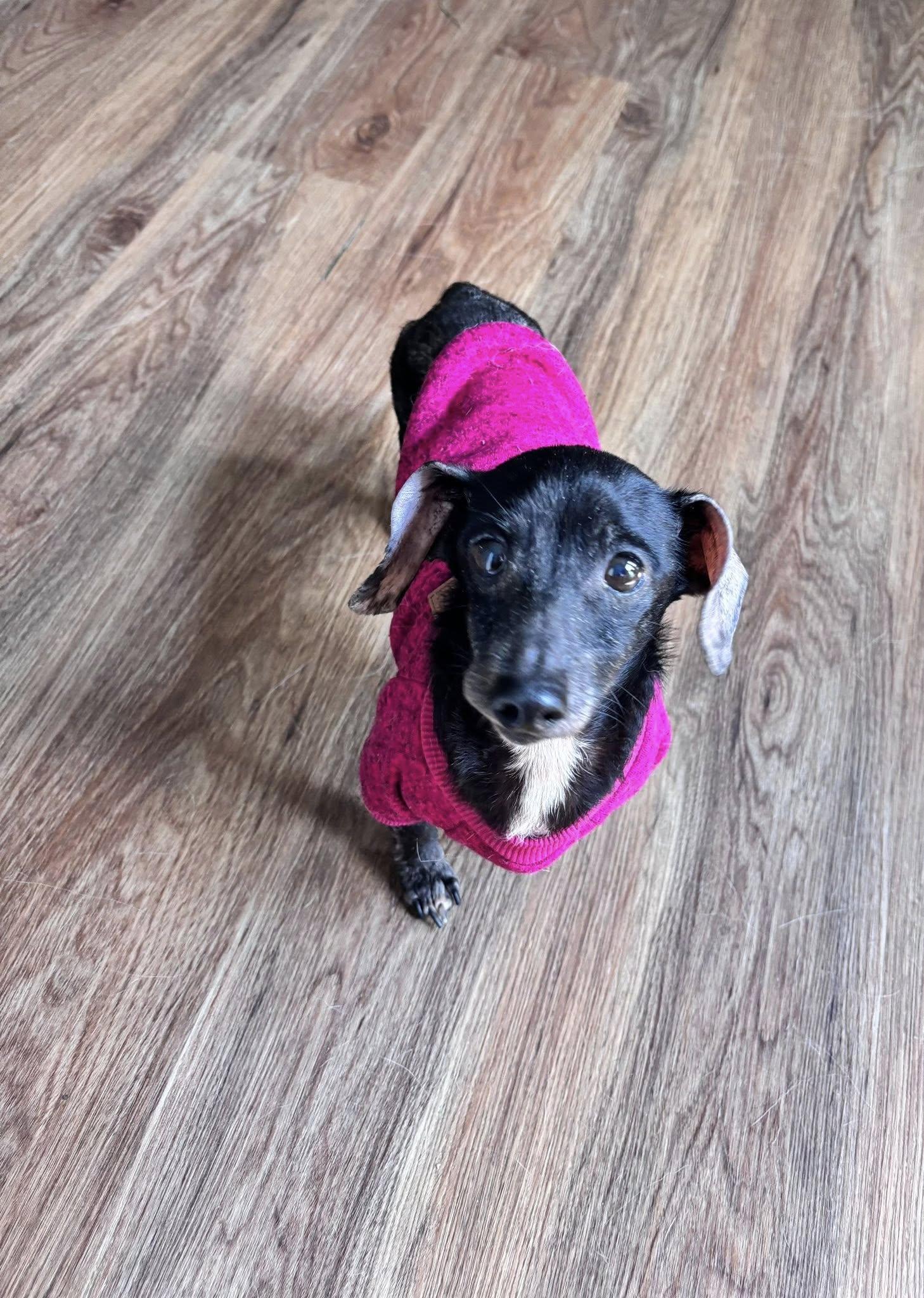 Dottie, Adopted, Senior Female Miniature Dachshund.