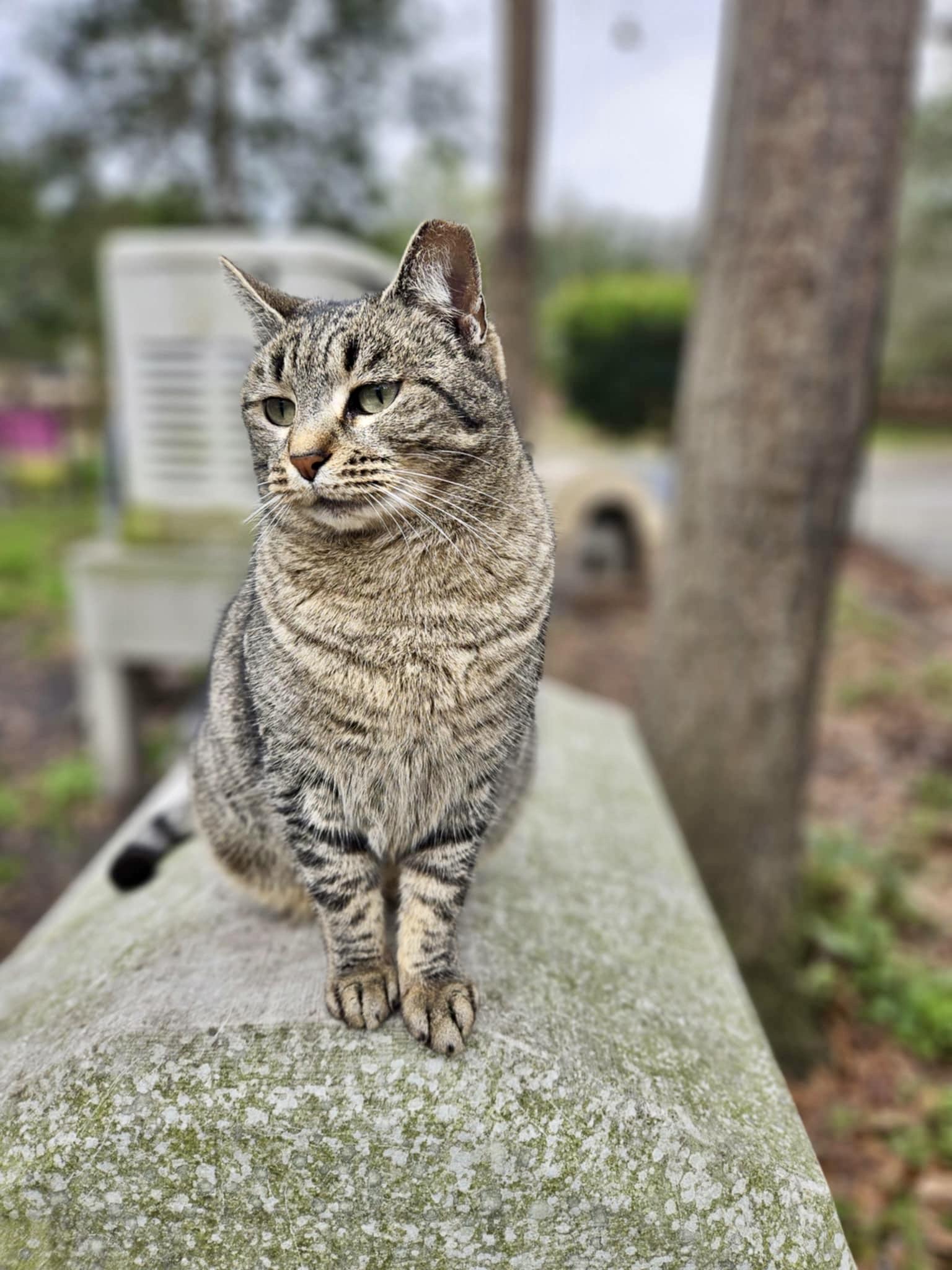 Enlarge Rose Nose, a Adoptable Domestic Short Hair in Myrtle Beach, SC image 1/3