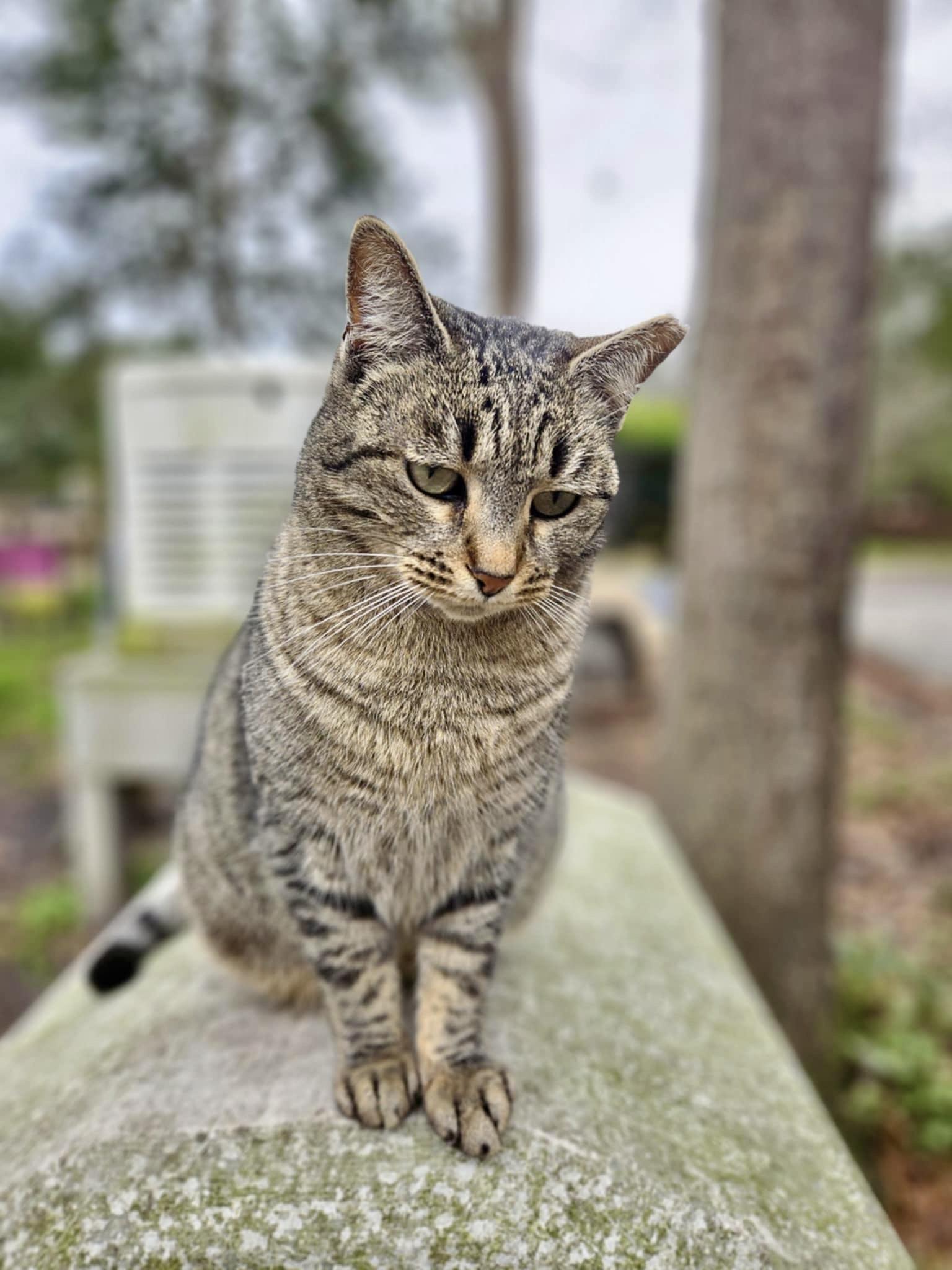 Enlarge Rose Nose, a Adoptable Domestic Short Hair in Myrtle Beach, SC image 2/3