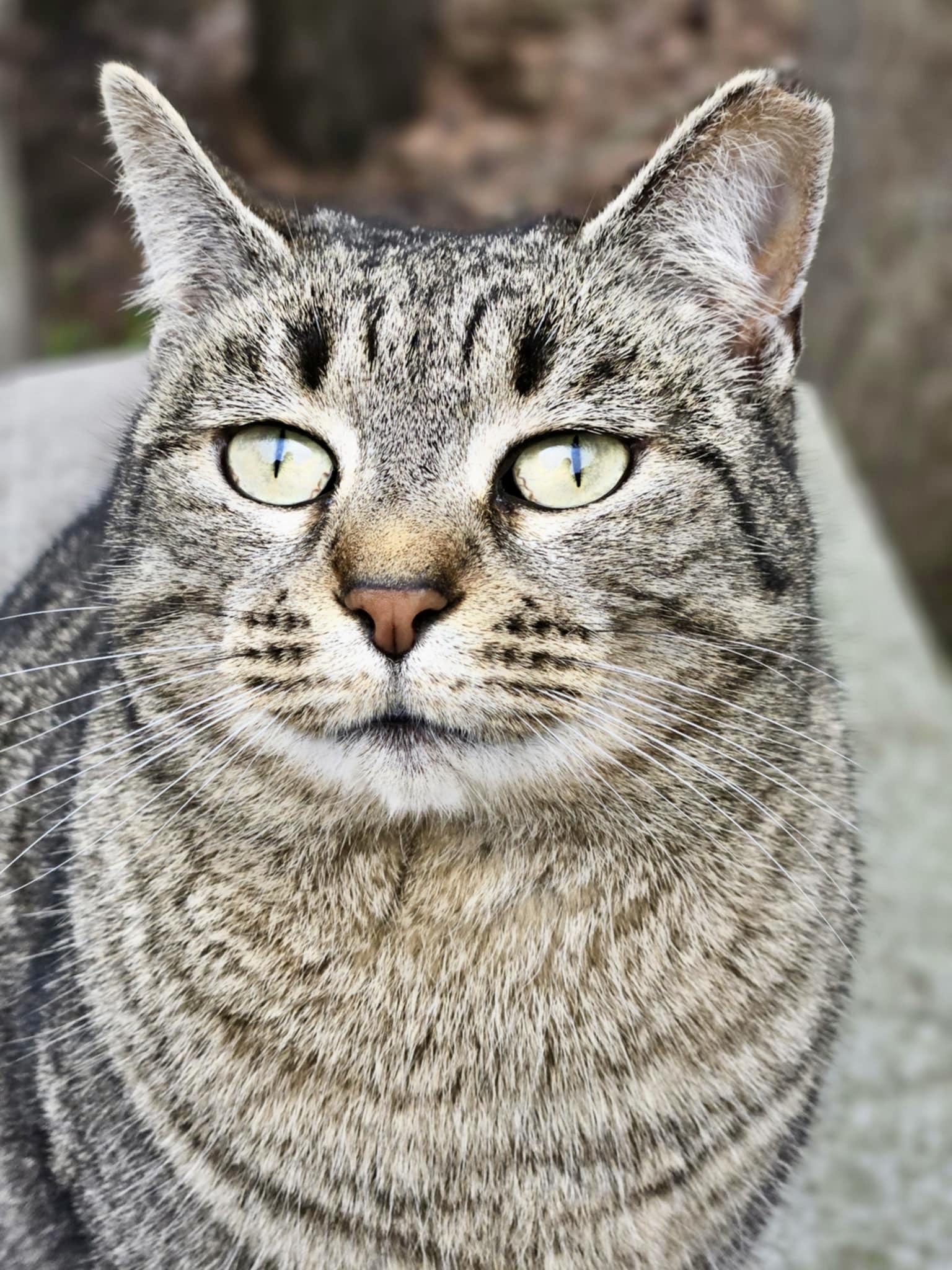 Enlarge Rose Nose, a Adoptable Domestic Short Hair in Myrtle Beach, SC image 3/3