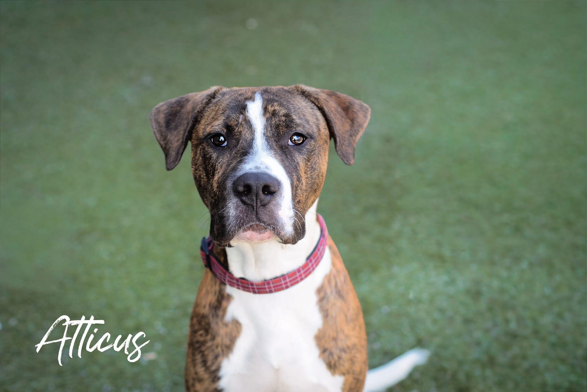 Atticus, adoptable, Young Male Mastiff.
