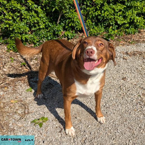 Barney, Adoptable, Adult Male Beagle & Spaniel.