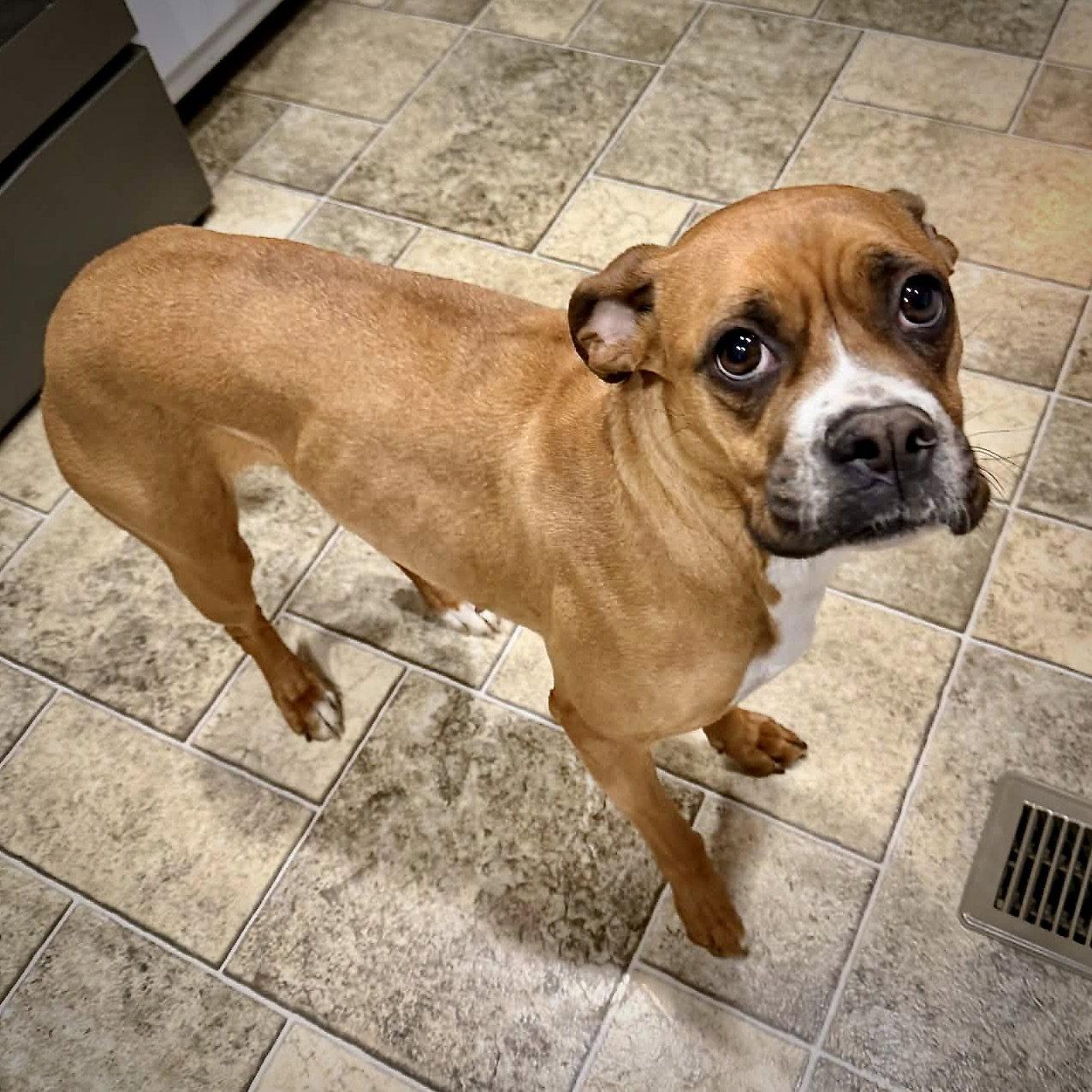 Allie, Adoptable, Adult Female Boxer.