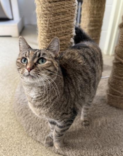 Enlarge Pomelo, a Adoptable Domestic Short Hair in Harbor Springs, MI image 1/3
