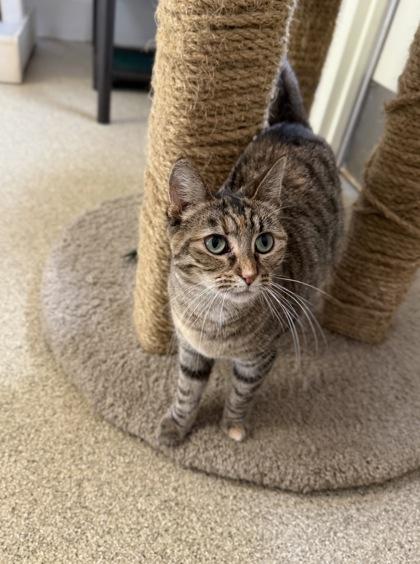 Enlarge Pomelo, a Adoptable Domestic Short Hair in Harbor Springs, MI image 2/3