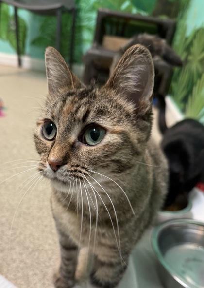 Enlarge Pomelo, a Adoptable Domestic Short Hair in Harbor Springs, MI image 3/3