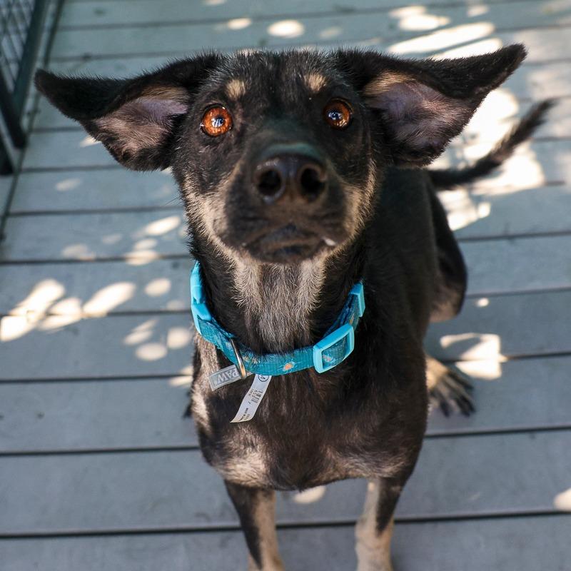 Sassy, Adoptable, Adult Female Terrier & Mixed Breed.
