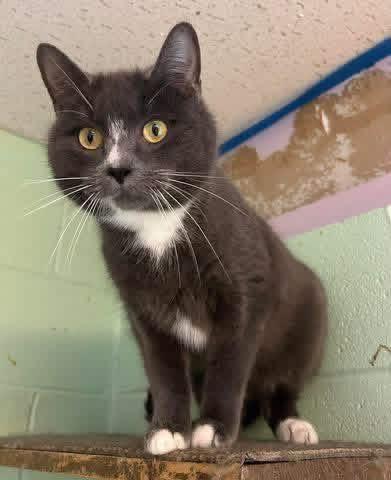 Mitten, Adoptable, Adult Male Russian Blue.