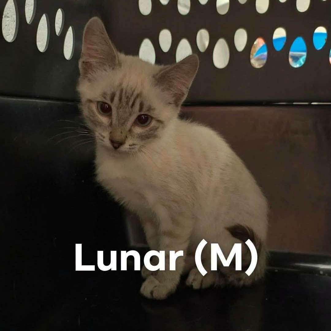 Newest Boy Kittens Available, an adopted Domestic Medium Hair in Weaverville, CA image 3/3