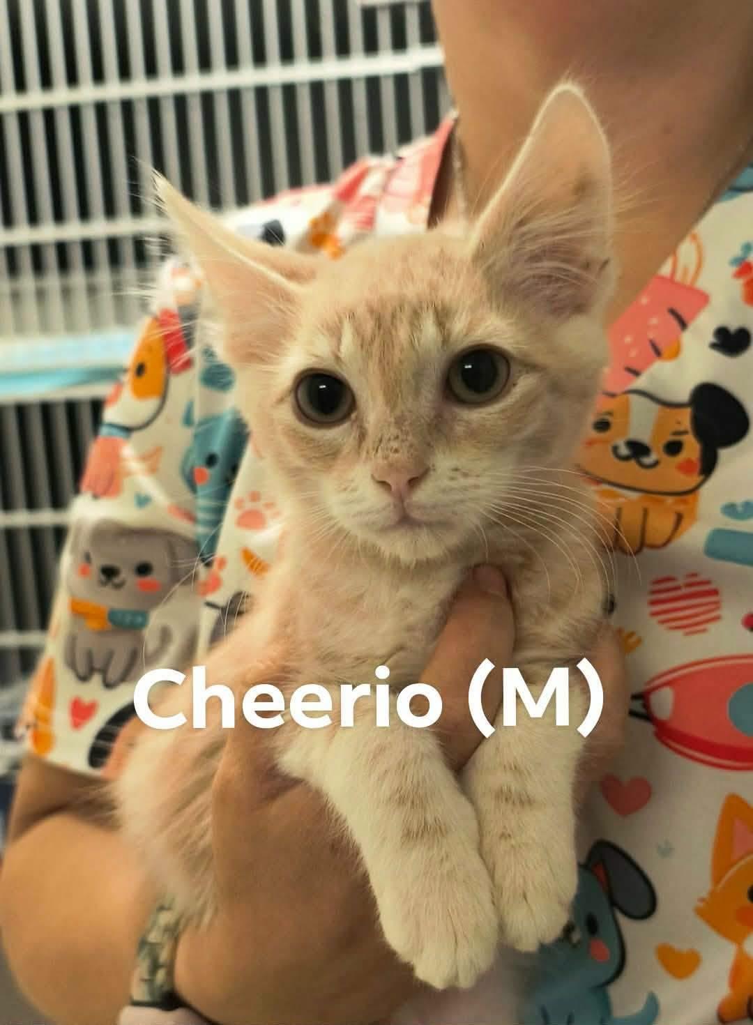 Newest Boy Kittens Available, an adopted Domestic Medium Hair in Weaverville, CA image 1/3