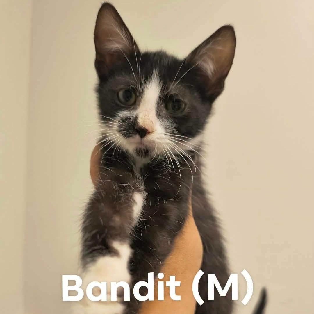 Newest Boy Kittens Available, an adopted Domestic Medium Hair in Weaverville, CA image 2/3