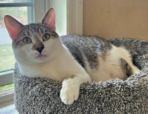 Bubsy, ADOPTABLE, Adult Male Domestic Short Hair & Tabby.