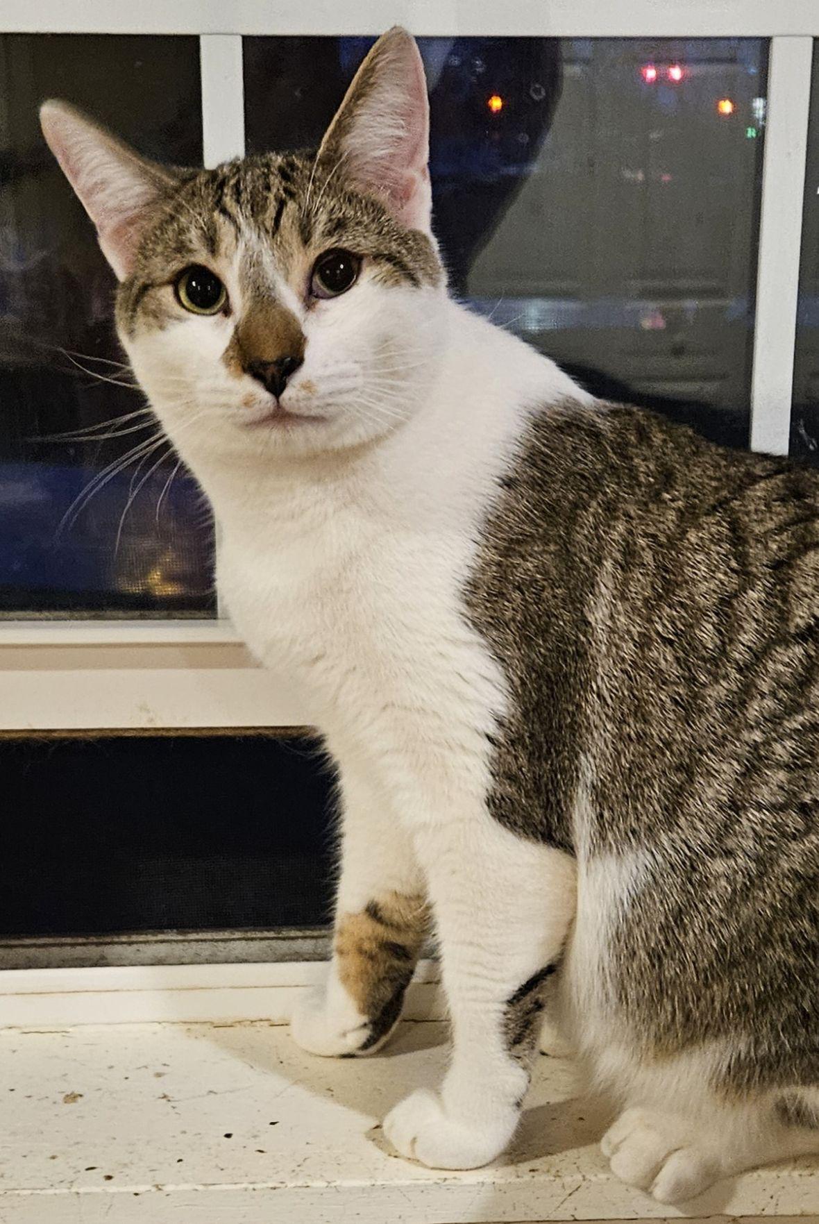 Enlarge Bubsy, a ADOPTABLE mixed breed in Bethlehem, PA image 3/3