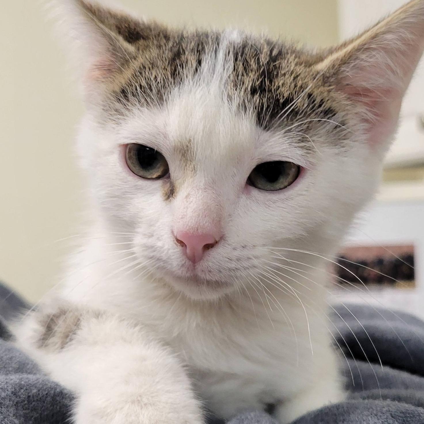 Enlarge Hail, an adopted Tabby in Mazon, IL image 1/1