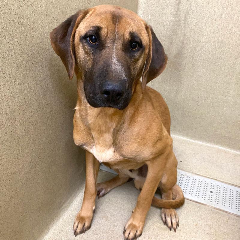 Dylan #21985, adopted, Adult Male Hound.