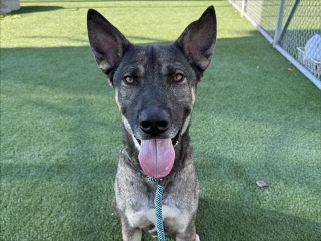Enlarge FOX, a Adoptable German Shepherd Dog in Los Angeles, CA image 1/1