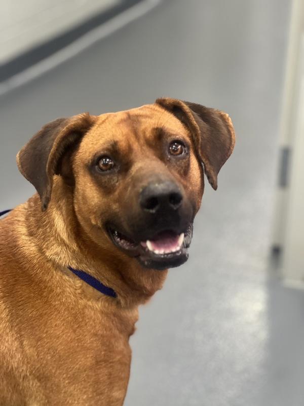 Enlarge Jeff, a Adoptable mixed breed in Canton, GA image 1/1