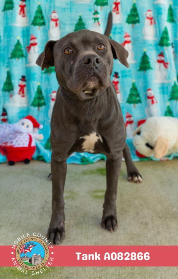 Enlarge TANK, a Adoptable mixed breed in Mobile, AL image 1/1