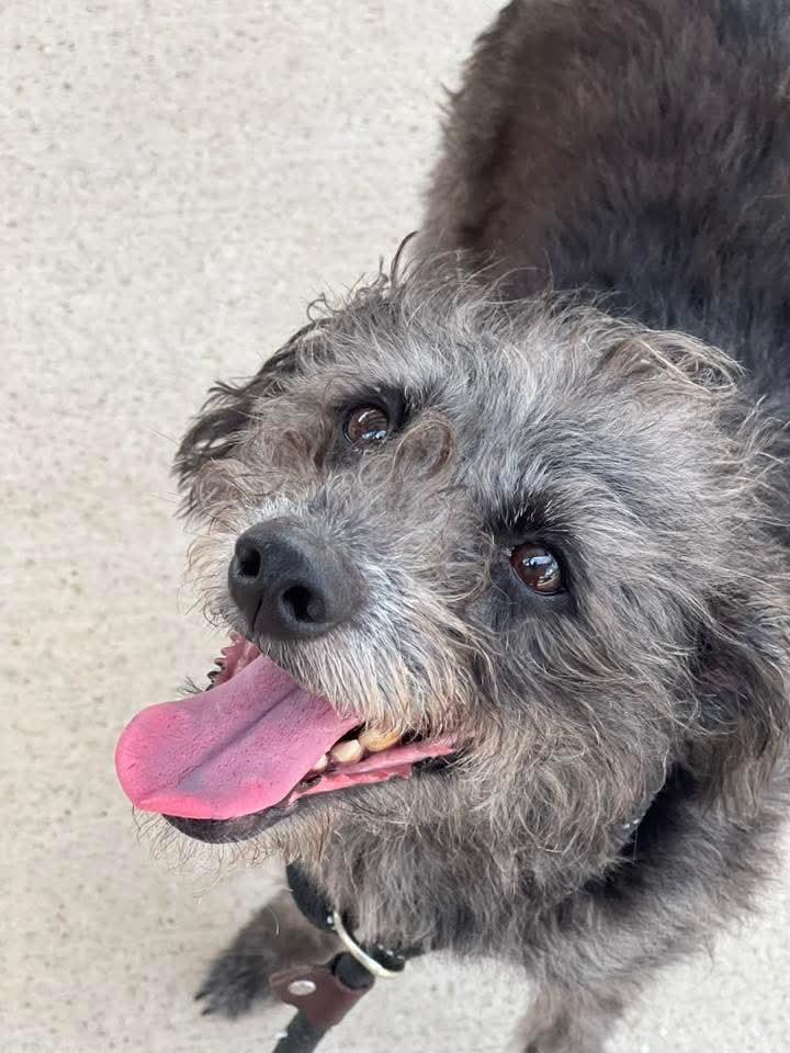 CURLY JOE, a Adoptable mixed breed in fort worth, TX image 1/2