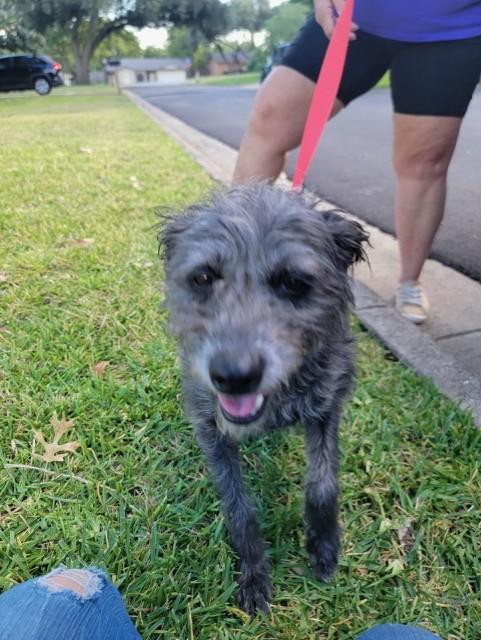 CURLY JOE, a Adoptable mixed breed in fort worth, TX image 2/2