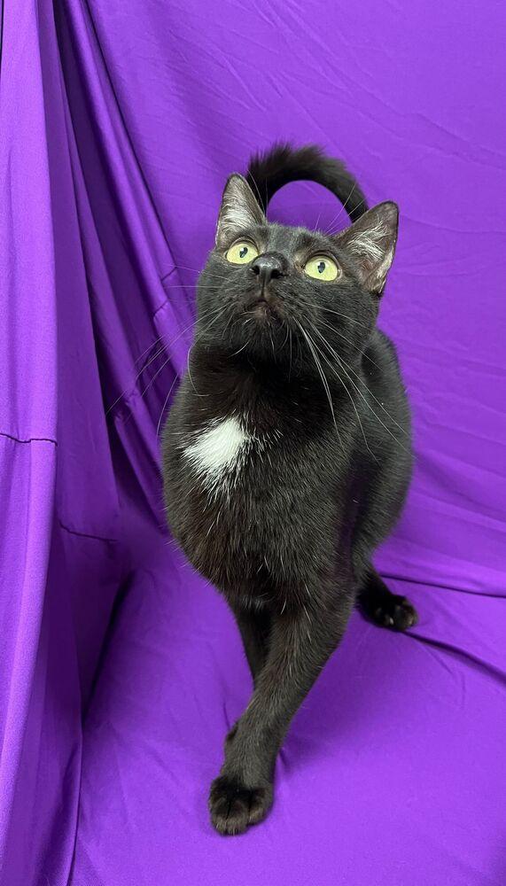 Enlarge Gloria, a Adoptable mixed breed in Calimesa, CA image 1/3